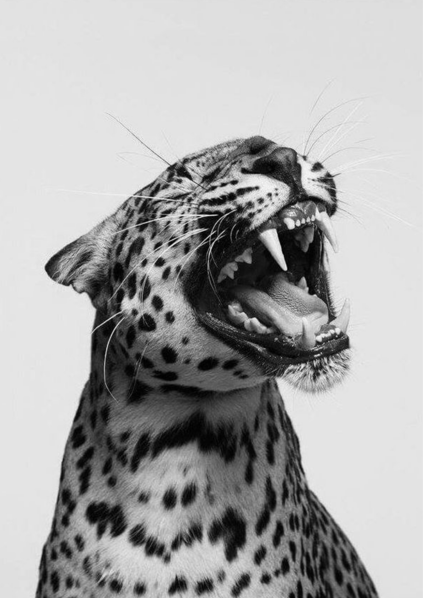 Wild animal